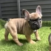 フレンチブルドッグ