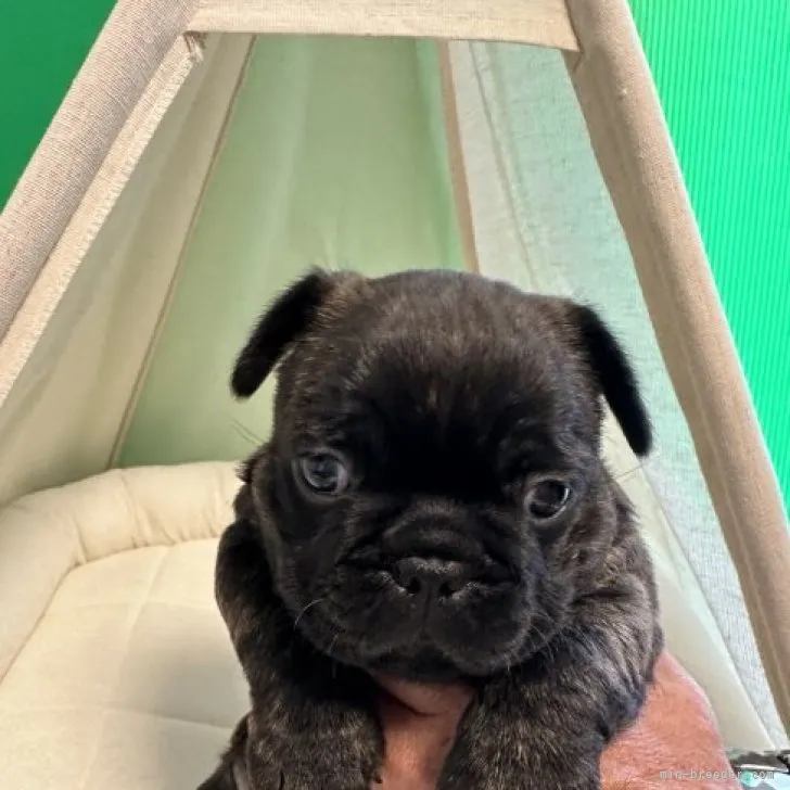 ID:2304-05621の子犬