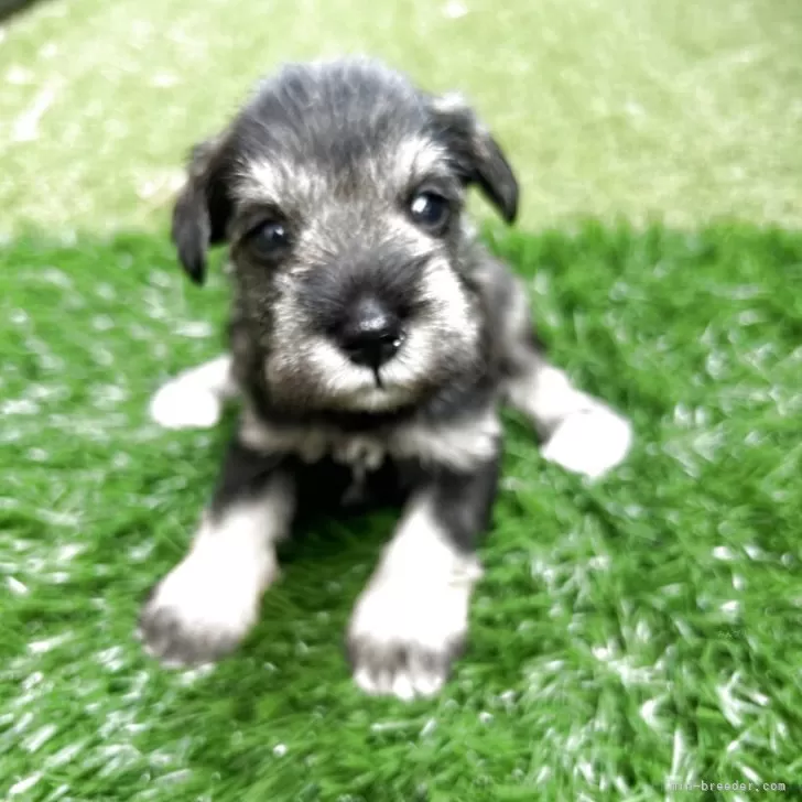 ID：2508-02293の子犬