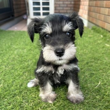 ミニチュアシュナウザー【愛知県・男の子・2025年9月13日・ブラックシルバー】の写真「綺麗な毛色で大人しい性格。
小柄予想です。」