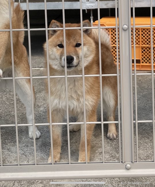 豆柴【・男の子・2020年8月1日・赤】