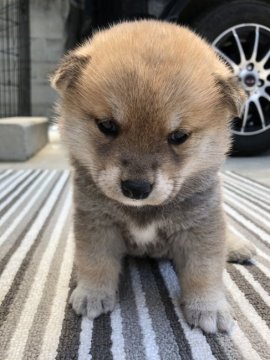 柴犬(豆柴)【愛媛県・女の子・2019年4月7日・赤】の写真「豆柴⭐️赤毛の可愛い女の子」