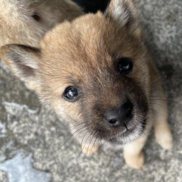 柴犬(豆柴)【愛媛県・男の子・2022年8月23日・赤】の写真「豆柴認定犬」