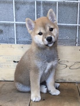 柴犬(豆柴)【愛媛県・男の子・2019年4月7日・赤】の写真「豆柴⭐️とってもキュートな男の子♡」