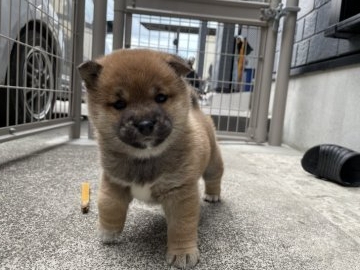 柴犬(豆柴)【愛媛県・女の子・2020年11月11日・赤毛(茶色)】の写真「とってもお利口でキュートな女の子です♡」