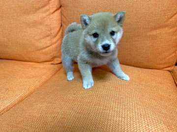 柴犬(豆柴)【愛媛県・男の子・2021年12月27日・赤(茶)】の写真「.*･ﾟ豆柴認定犬.ﾟ･*.」