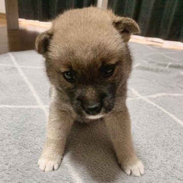 柴犬(豆柴)【愛媛県・女の子・2024年7月1日・赤】の写真「甘えん坊」