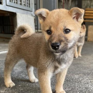 柴犬(豆柴)【愛媛県・男の子・2022年8月23日・赤】の写真「豆柴認定犬💮」