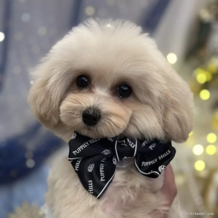 ID:2408-04591の子犬
