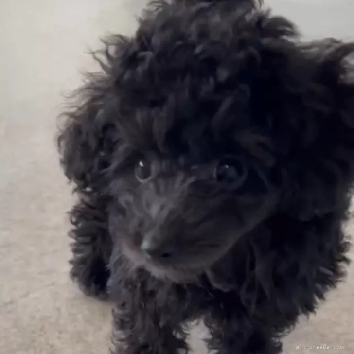 ID:2406-05514の子犬