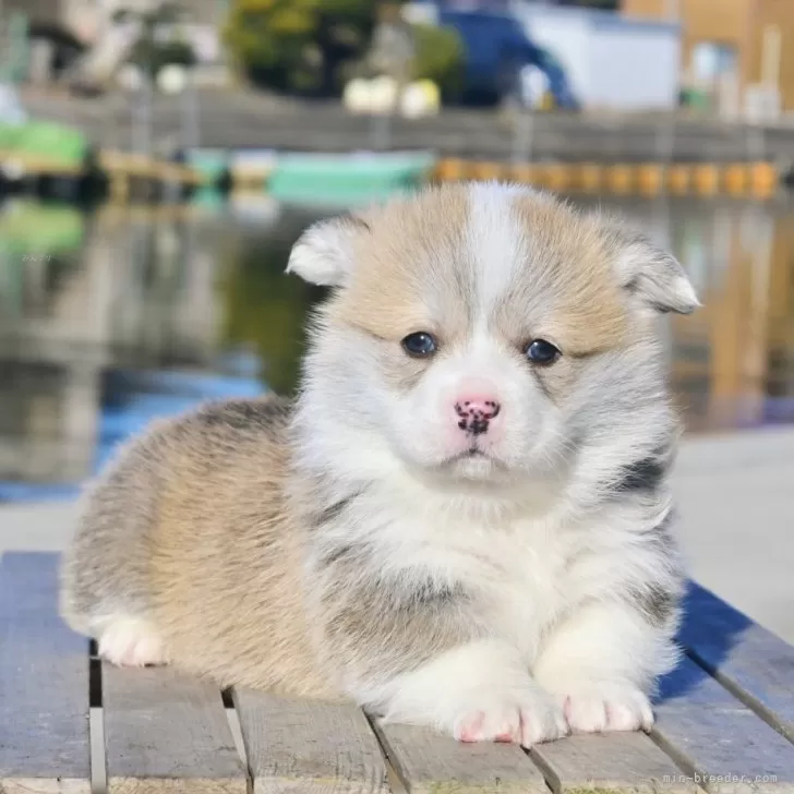 ID:2502-02490の子犬