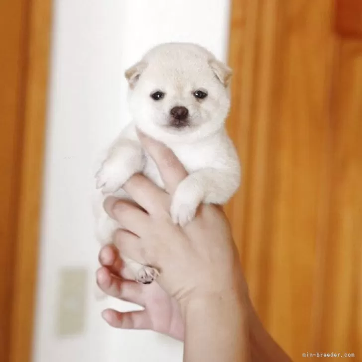 ID:2505-05373の子犬