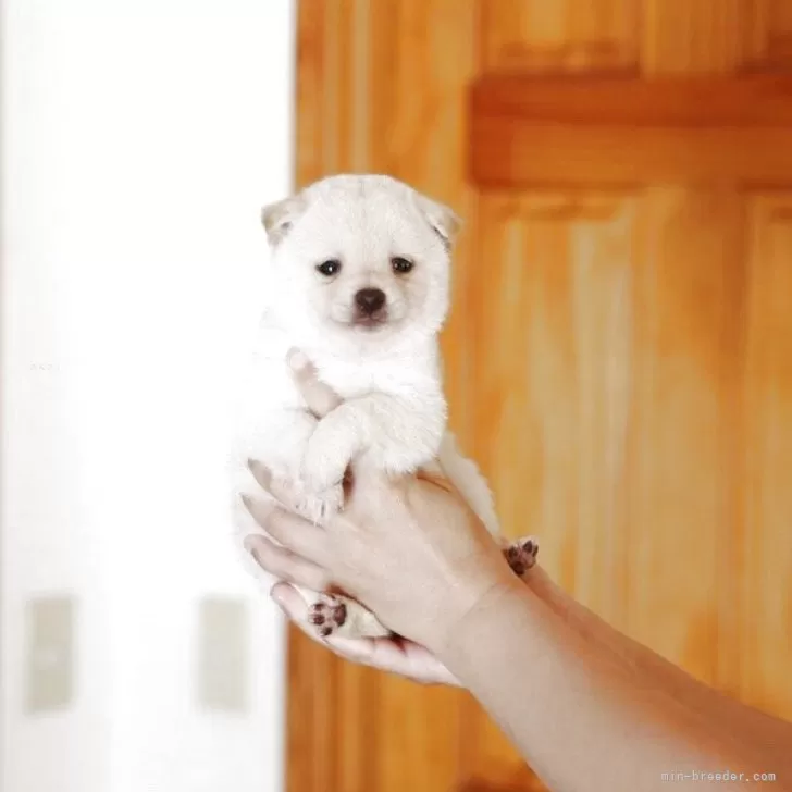 ID:2505-05371の子犬