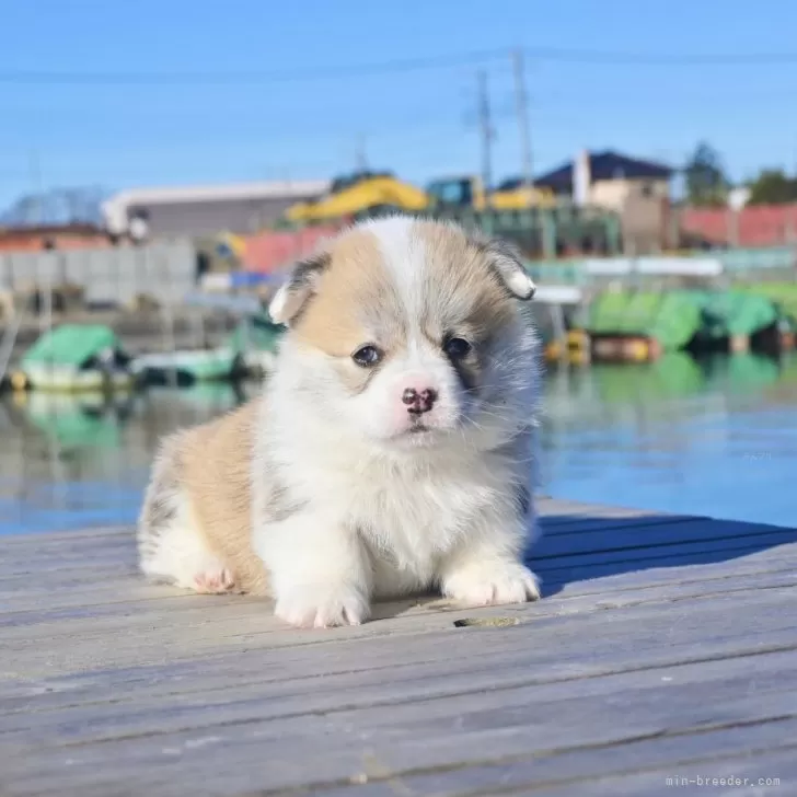 ID:2502-02484の子犬