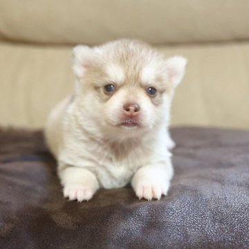 アラスカン・クリーカイ (Alaskan Klee Kai)【千葉県・女の子・2025年10月30日・チョコレートホワイト】の写真「🇯🇵日本唯一 、ポムスキーよりも珍しい犬種」