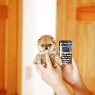 豆柴【千葉県・女の子・2025年4月8日・赤】の写真「500g極小豆レッド系美少女」