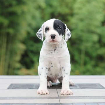 ダルメシアン【千葉県・男の子・2025年9月9日・ホワイトアンドブラック】の写真「人とのふれあいが大好きで」