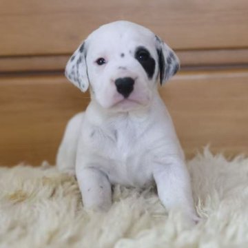 ダルメシアン【千葉県・男の子・2025年11月1日・ブラックホワイト】の写真「7人兄弟」