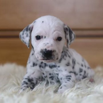 ダルメシアン【千葉県・女の子・2025年11月1日・ブラックホワイト】の写真「7人兄弟」