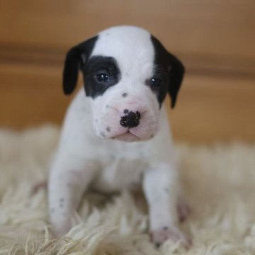 ダルメシアン【千葉県・男の子・2025年11月1日・ブラックホワイト】の写真「7人兄弟」