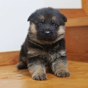 ジャーマン・シェパード・ドッグ【千葉県・男の子・2025年10月30日・ブラックタン】の写真「真のショーリングチャンピオン級ジャーマンシェパード」