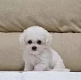 ビションフリーゼ