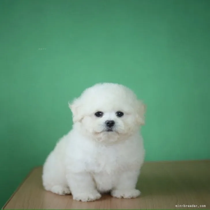 Y.Ｉ 様のお迎えした子犬