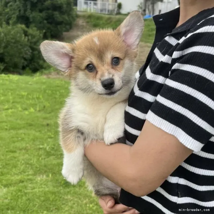 ID：2209-01936の子犬