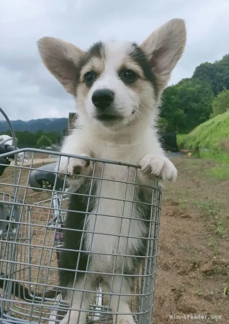 ID：2207-00991の子犬