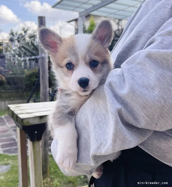 ID:2211-01024の子犬