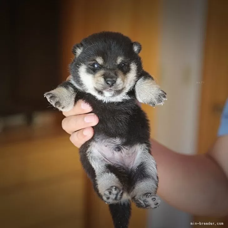ID:2410-07499の子犬