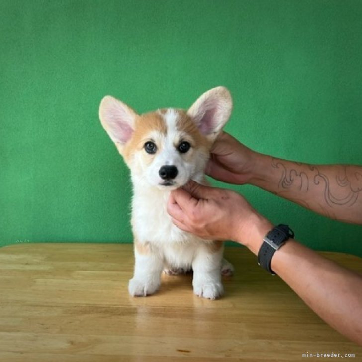 コーギー 🌱一ノ瀬二朗🌸 (@jiro_the.corgi) • Instagram photos and videos
