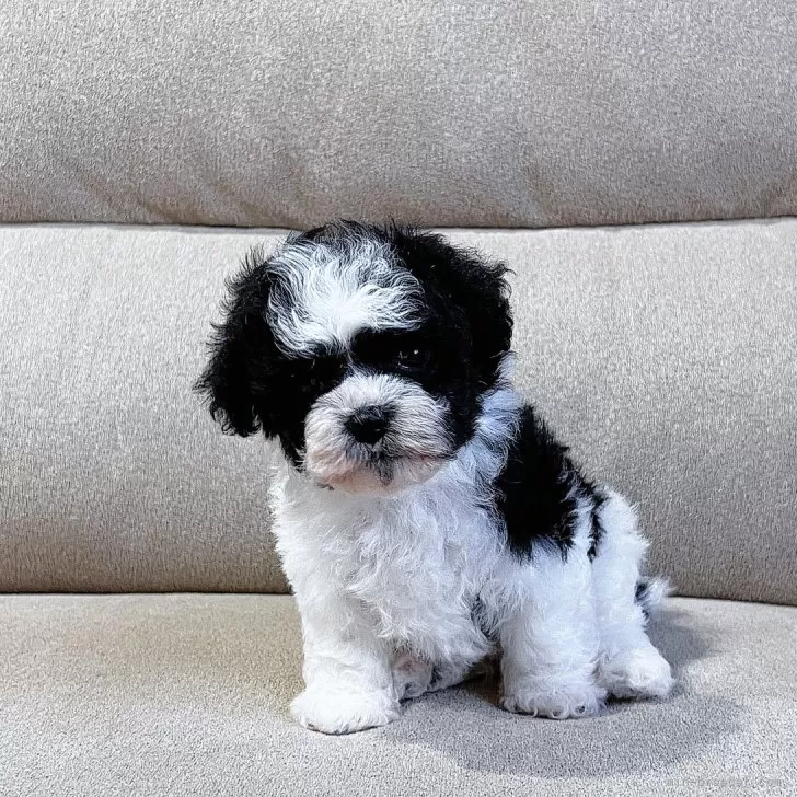 ID:2410-00011の子犬