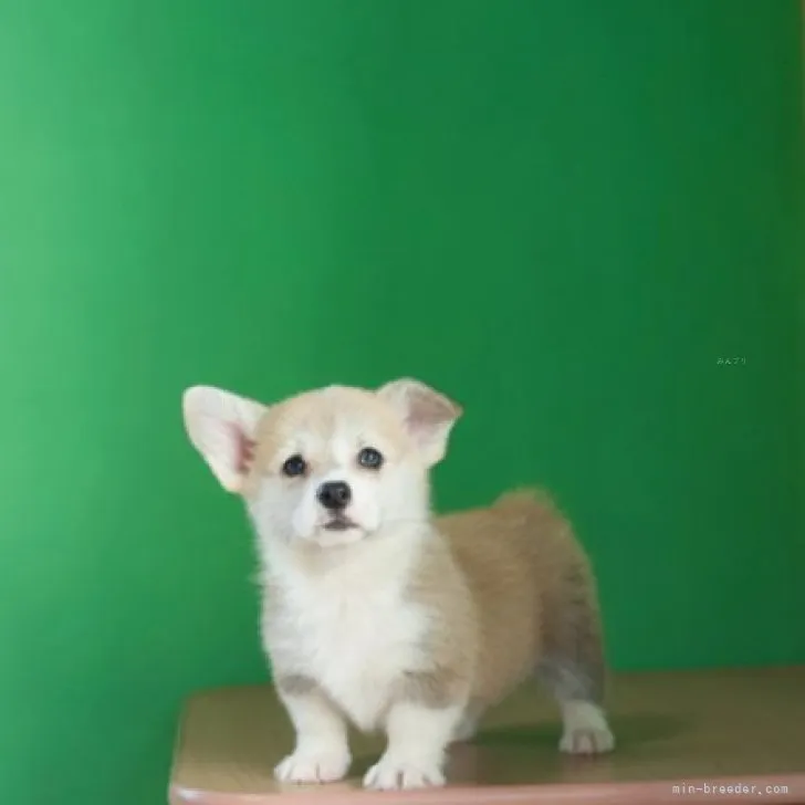 nagaoka 様のお迎えした子犬