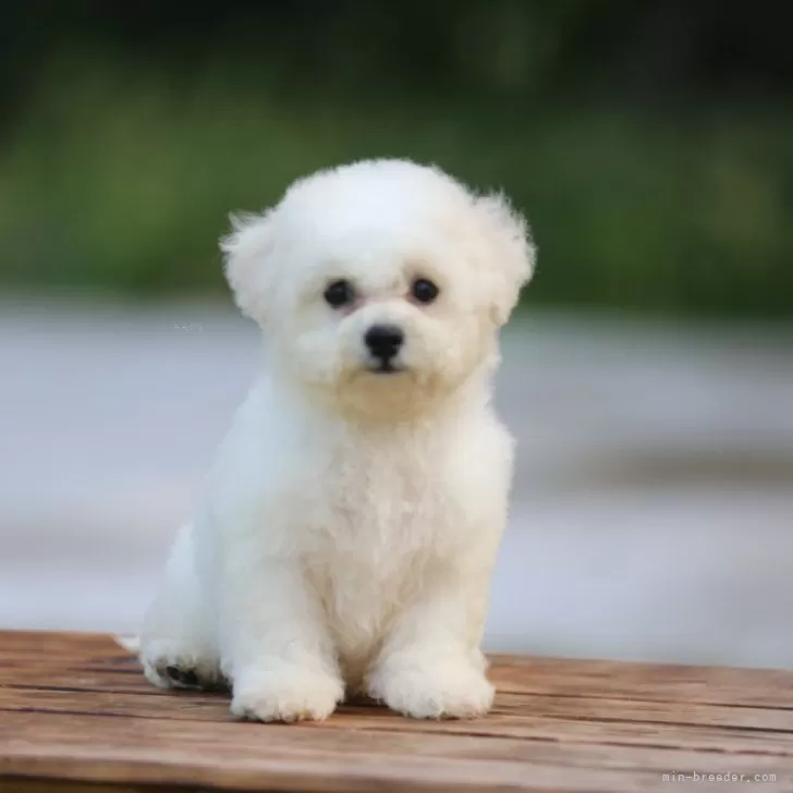 ID:2408-07871の子犬