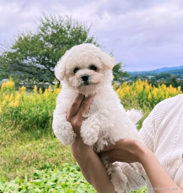 M.A 様のお迎えした子犬