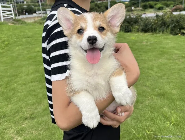 ID:2209-01940の子犬