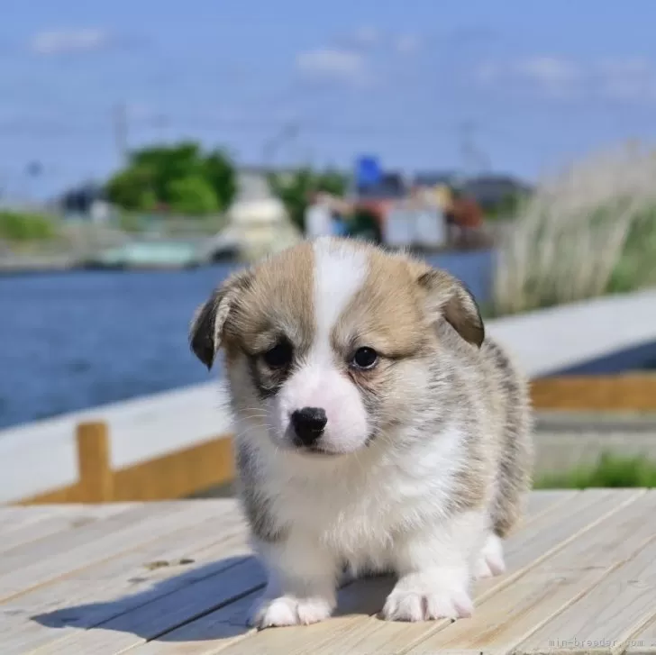 ID:2405-02593の子犬