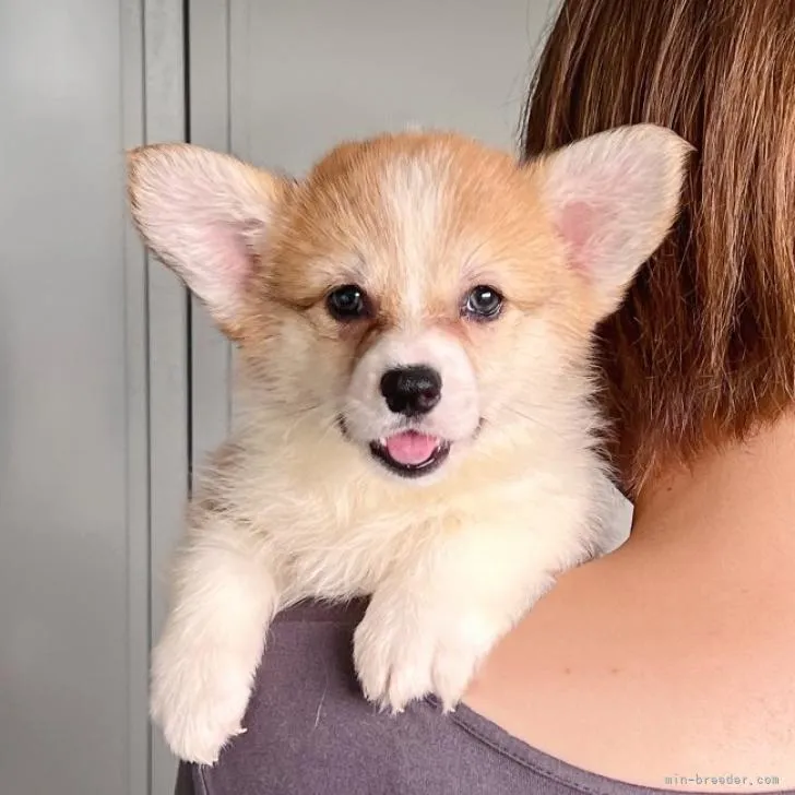 ID:2209-00824の子犬