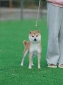 豆柴【・男の子・2020年1月26日・赤】