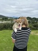ウェルシュ・コーギー・ペンブローク【千葉県・男の子・2022年7月17日・赤アンドホワイト】の写真5