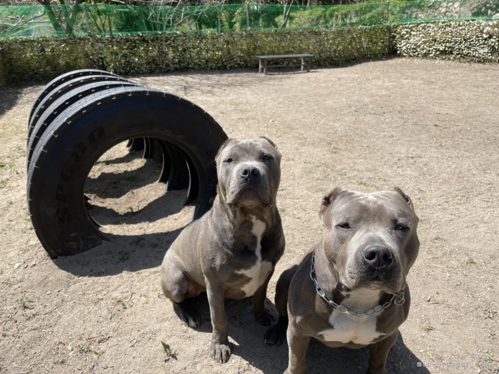 仁保　久美子(にほ　くみこ)ブリーダー(広島県・アメリカンブリー・KC登録)の紹介写真3