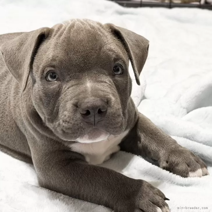 ID：2511-02787の子犬