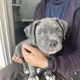 アメリカンブリー