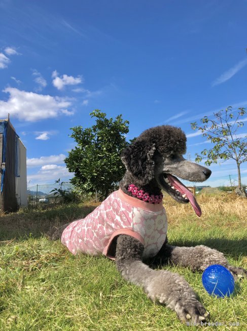 200坪のお庭が遊び場｜當麻　凛己(とうま　りこ)ブリーダー(奈良県・スタンダードプードル・JKC登録)の紹介写真2