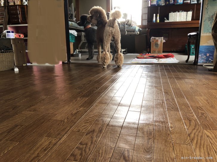 子犬が生活する場です。毎日朝晩の除菌消毒作業に加え、ご飯を食べた後も拭き掃除を徹底しております。｜當麻　凛己(とうま　りこ)ブリーダー(奈良県・スタンダードプードル・JKC登録)の紹介写真4