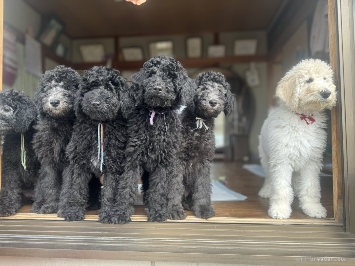 生後60日前後になり、兄弟との遊びが激しくなってくるとお部屋を広げて遊びます♪｜當麻　凛己(とうま　りこ)ブリーダー(奈良県・スタンダードプードル・JKC登録)の紹介写真5