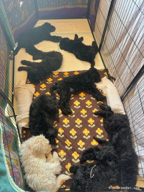 兄弟達が寝るサークルです。敷布団は最大一日で3回変え、ウイルス対策の消毒をし清潔に保っています。｜當麻　凛己(とうま　りこ)ブリーダー(奈良県・スタンダードプードル・JKC登録)の紹介写真6