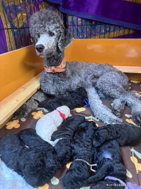 タオルは新しく買い替えても爪などで数週間でほつれてきます…汚く見えますがご容赦ください🤣｜當麻　凛己(とうま　りこ)ブリーダー(奈良県・スタンダードプードル・JKC登録)の紹介写真7