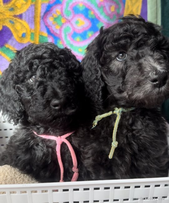 當麻　凛己(とうま　りこ)ブリーダー(奈良県・スタンダードプードル・JKC登録)の紹介写真9